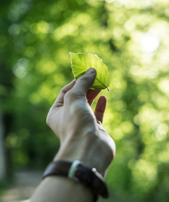 hand holding green leaf up to the sun